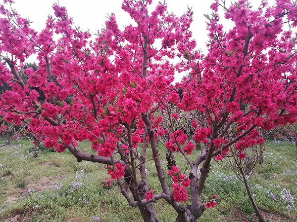 李月手機(jī)拍圖——三春花事回顧