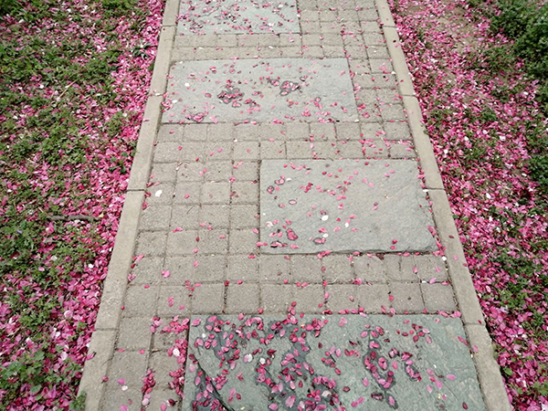 李月手機(jī)拍圖——三春花事回顧