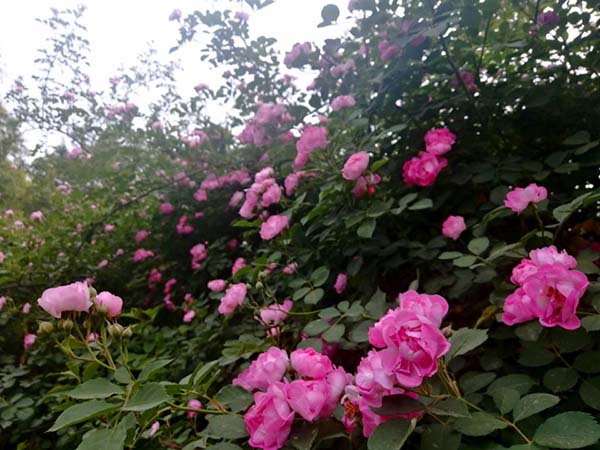 李月手機拍圖——又是花開五月天