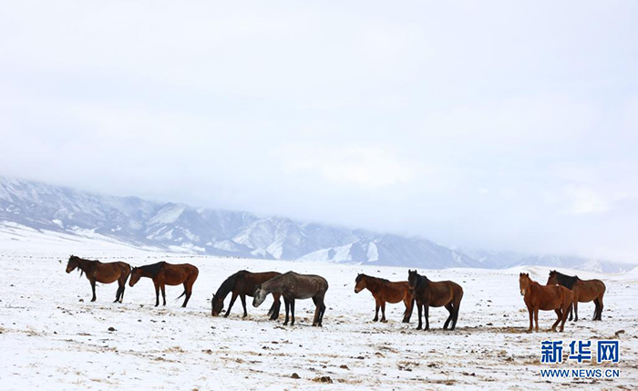 雪落山丹馬場
