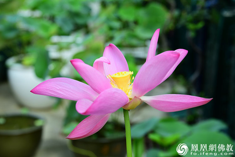 遙想宋人畫中花，今日盛開在佛家