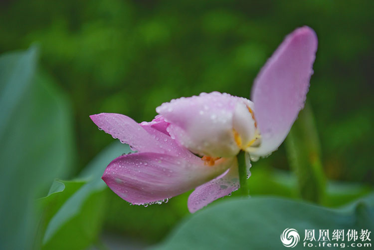 遙想宋人畫中花，今日盛開在佛家