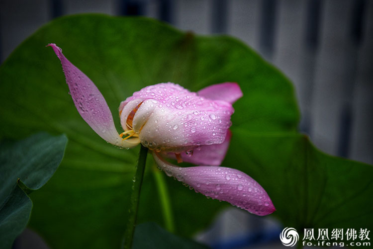 遙想宋人畫中花，今日盛開在佛家