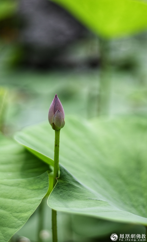 遙想宋人畫中花，今日盛開在佛家