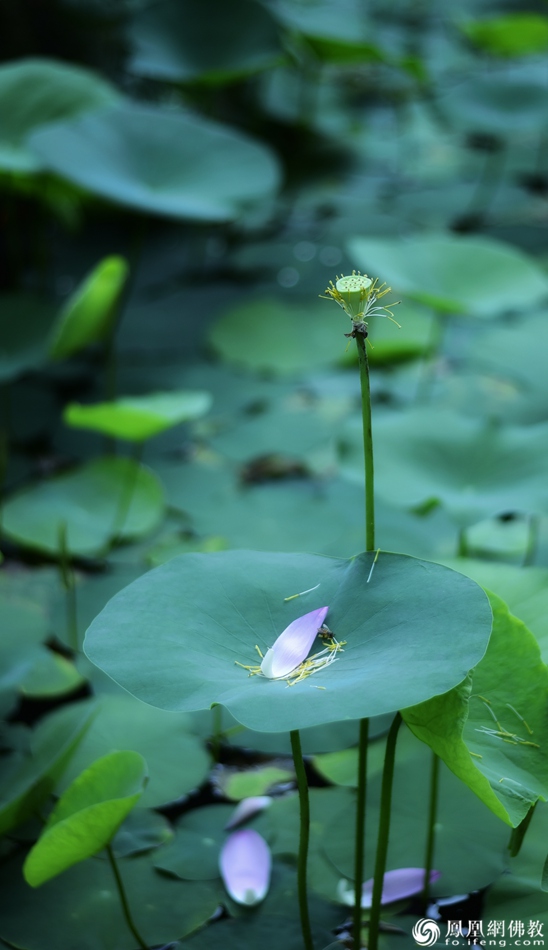 遙想宋人畫中花，今日盛開在佛家