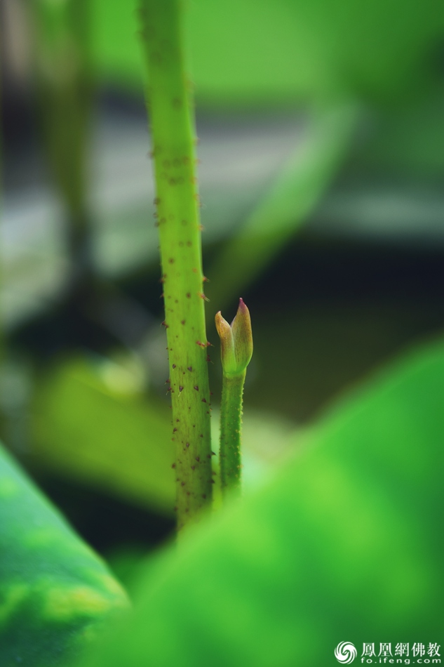 遙想宋人畫中花，今日盛開在佛家