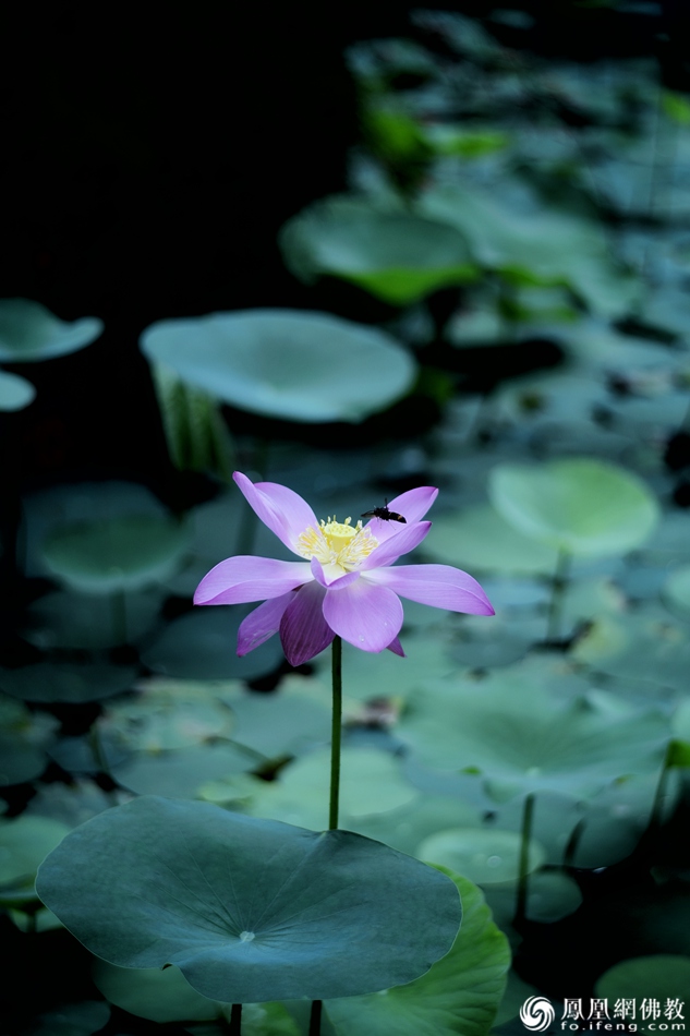 遙想宋人畫中花，今日盛開在佛家