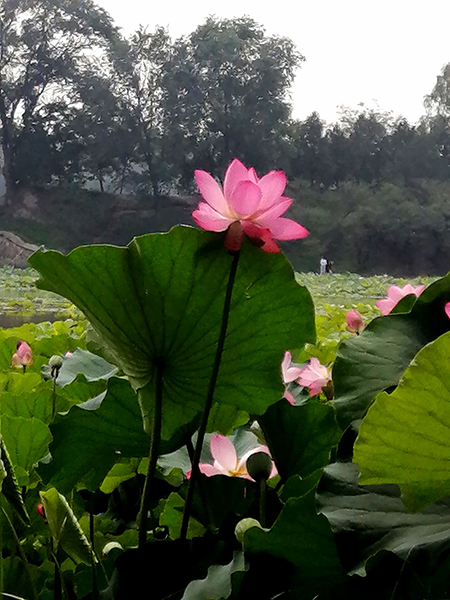 圓明園荷花開(kāi)了