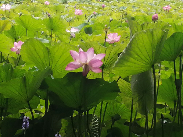 圓明園荷花開(kāi)了