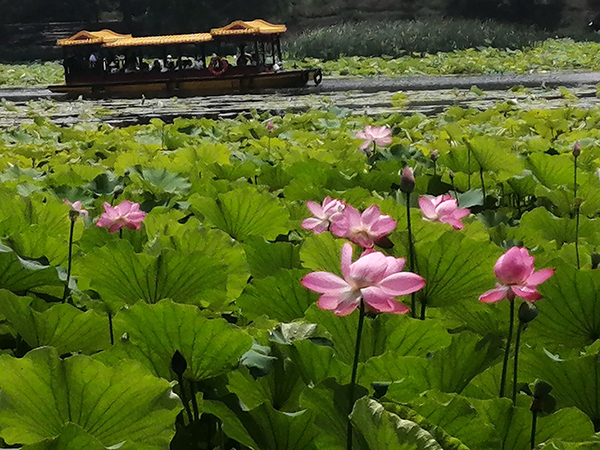 圓明園荷花開(kāi)了