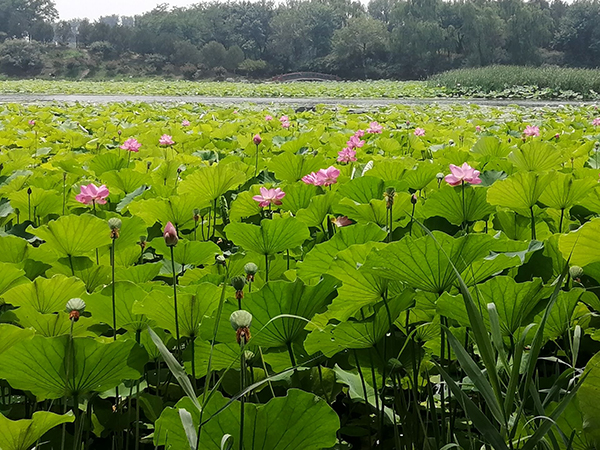 圓明園荷花開(kāi)了