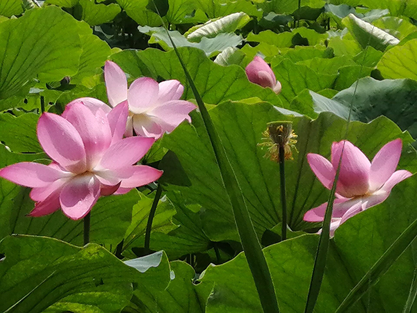 圓明園荷花開(kāi)了
