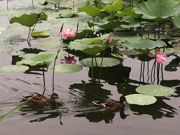 圓明園荷花開(kāi)了