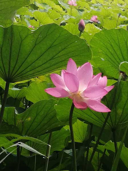 圓明園荷花開(kāi)了