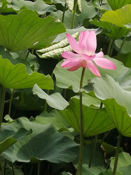 圓明園荷花開(kāi)了