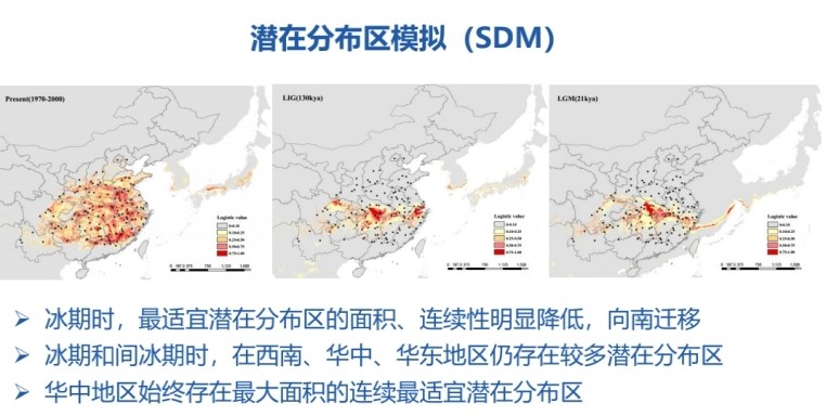 明明滿大街都是，為什么說銀杏還急需人類伸出援手？