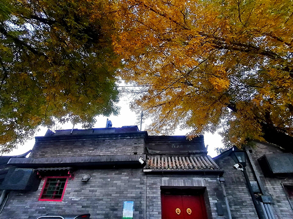 秋到京城已十分——李月手機拍圖
