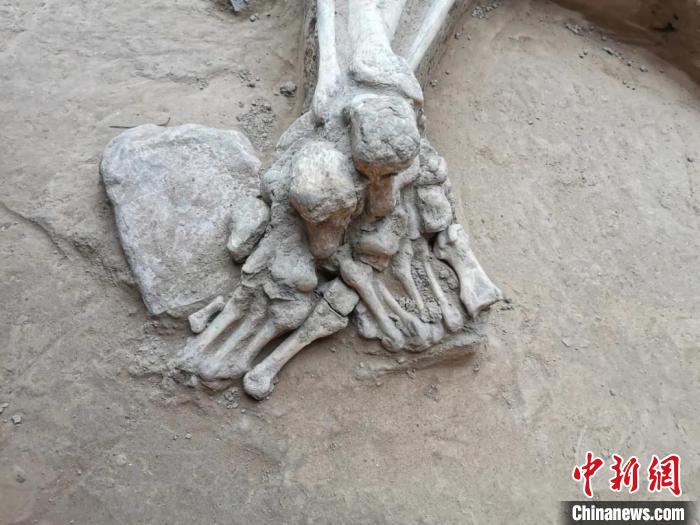 該遺址灰坑中的人骨局部。 山西省考古研究院提供