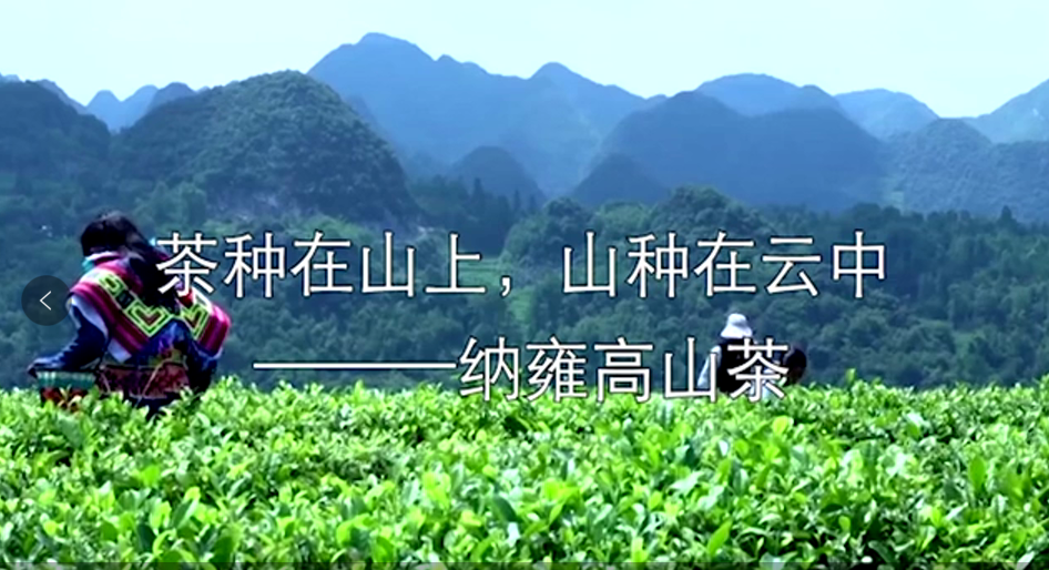高山云霧出好茶----央視主持助力納雍高山茶