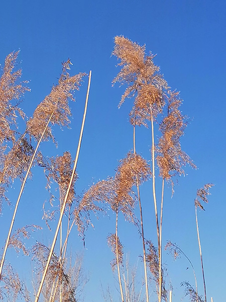 李月手機(jī)拍——冬陽(yáng)蘆葦