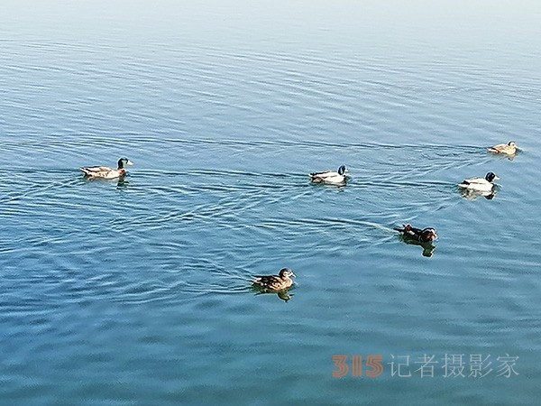 李月手機(jī)拍圖——玉淵潭公園冰開春來(lái)