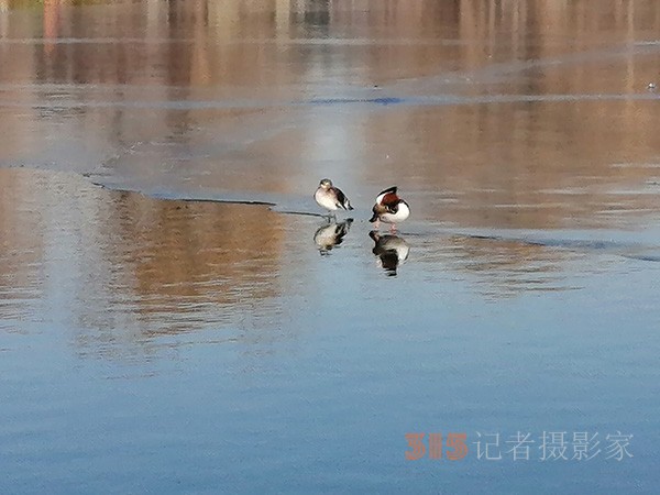李月手機(jī)拍圖——玉淵潭公園冰開春來(lái)