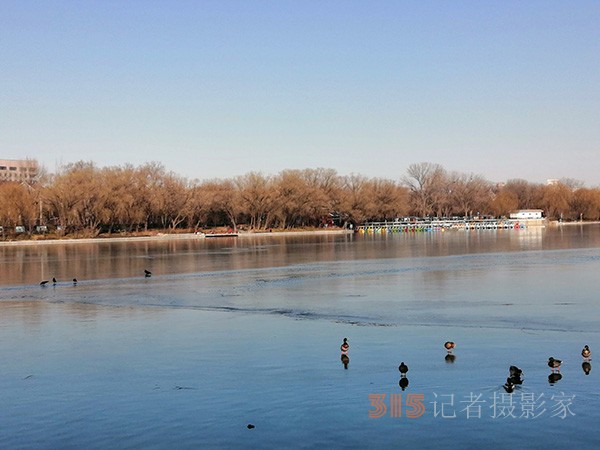 李月手機(jī)拍圖——玉淵潭公園冰開春來(lái)