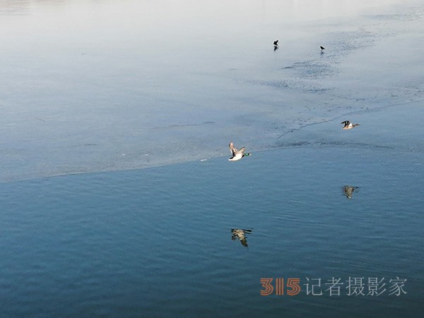 李月手機(jī)拍圖——玉淵潭公園冰開春來(lái)