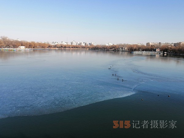 李月手機(jī)拍圖——玉淵潭公園冰開春來(lái)