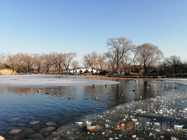 李月手機(jī)拍圖——玉淵潭公園冰開春來(lái)