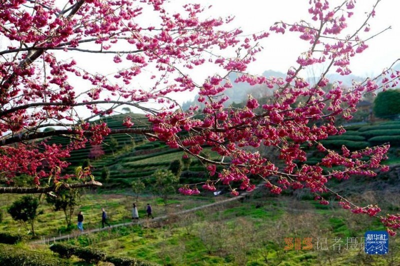 福建武夷山：茶園櫻花開 不負春光美