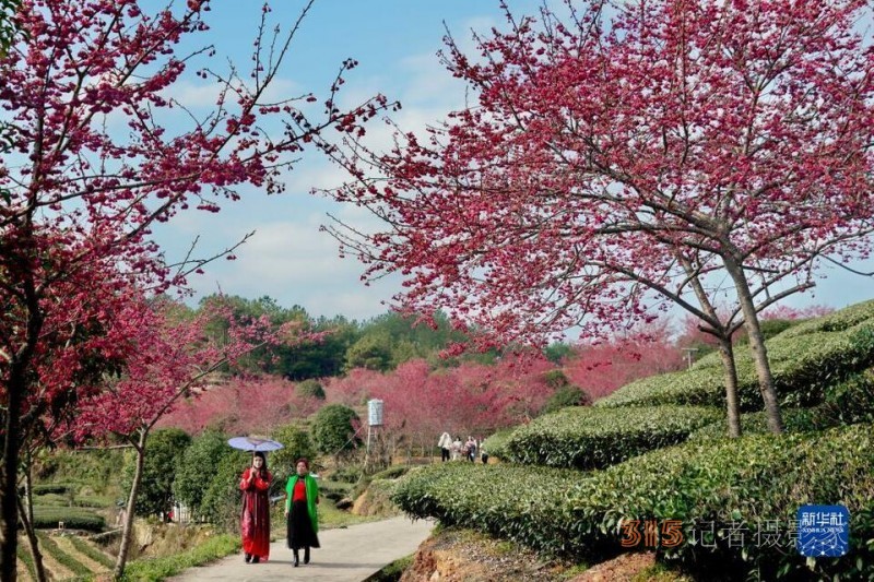 福建武夷山：茶園櫻花開 不負春光美
