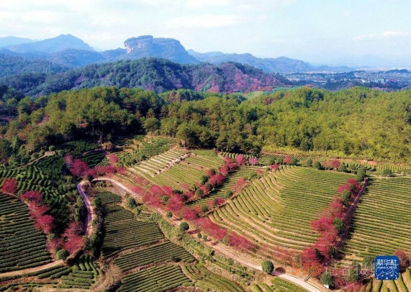 福建武夷山：茶園櫻花開 不負春光美
