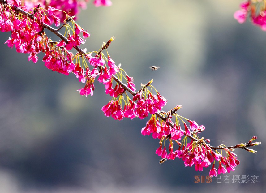 江西武寧：萬(wàn)株櫻花綻放 靜待游客賞花