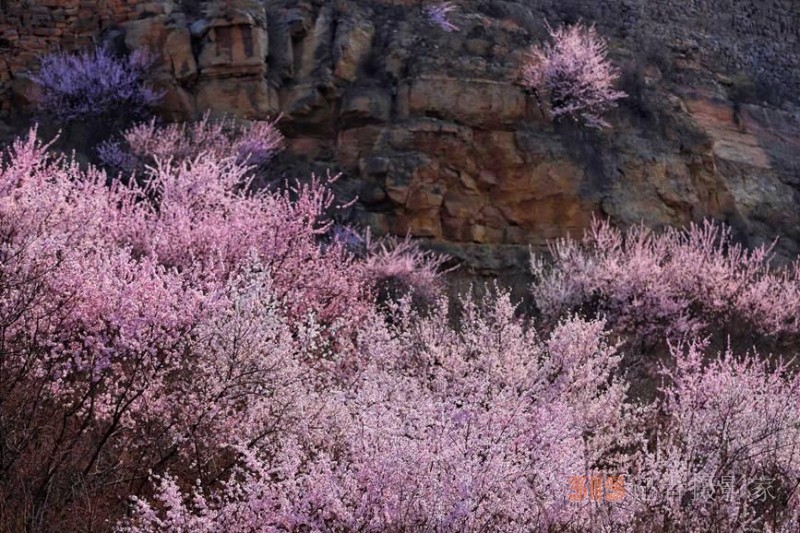 河南陜州：山桃花開妝點(diǎn)十里山谷