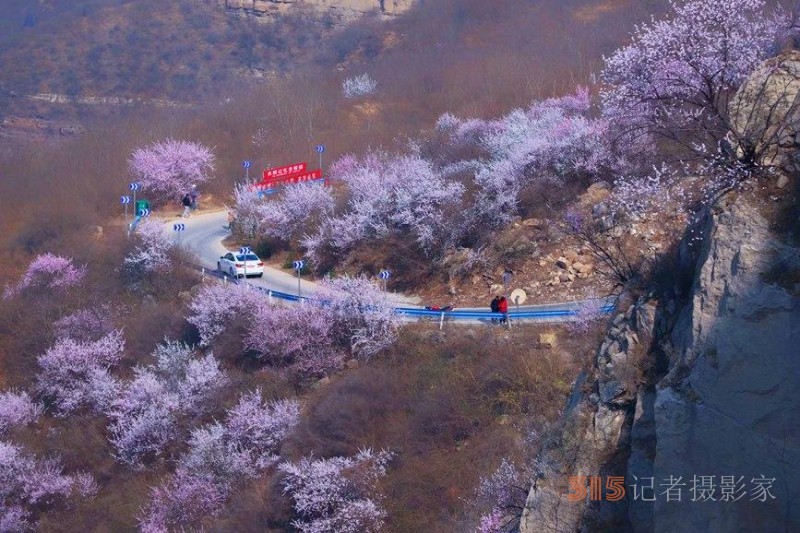 河南陜州：山桃花開妝點(diǎn)十里山谷