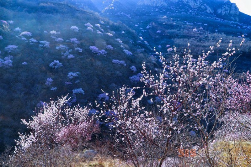 河南陜州：山桃花開妝點(diǎn)十里山谷