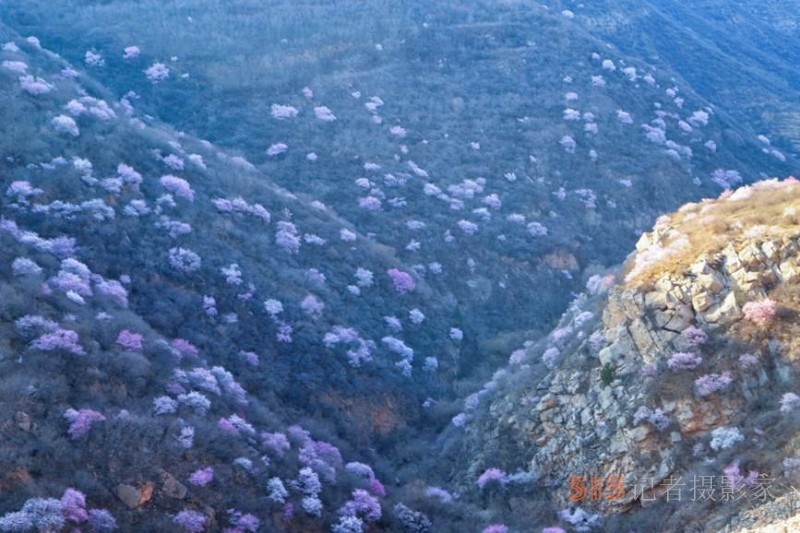 河南陜州：山桃花開妝點(diǎn)十里山谷