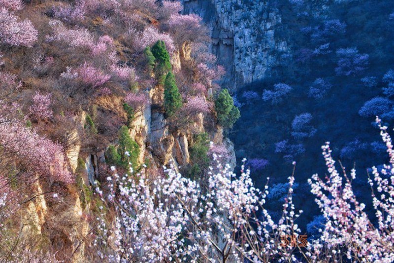 河南陜州：山桃花開妝點(diǎn)十里山谷