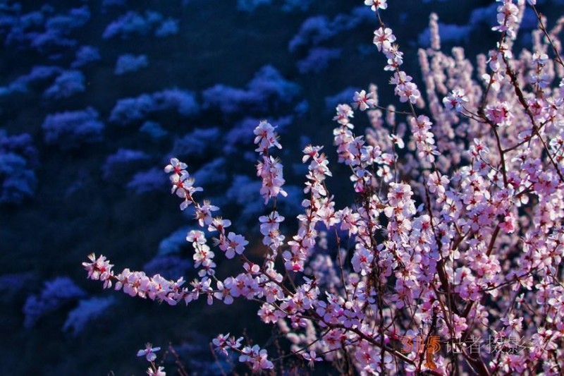 河南陜州：山桃花開妝點(diǎn)十里山谷