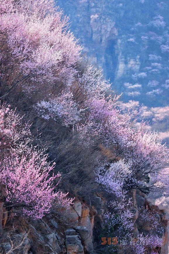 河南陜州：山桃花開妝點(diǎn)十里山谷