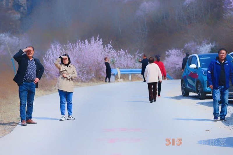 河南陜州：山桃花開妝點(diǎn)十里山谷