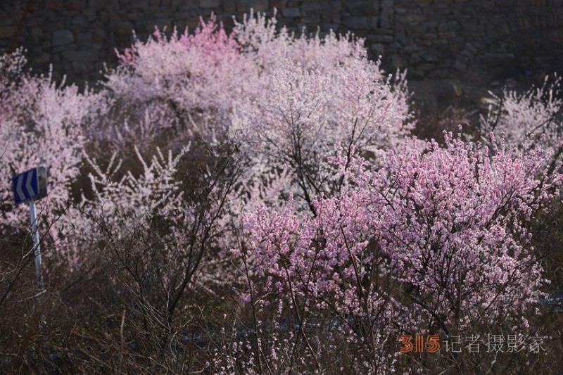 河南陜州：山桃花開妝點(diǎn)十里山谷