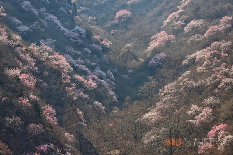 河南陜州：山桃花開妝點(diǎn)十里山谷