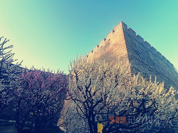 處處皆春色 園園綻百花