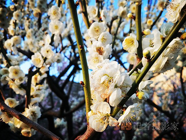 處處皆春色 園園綻百花