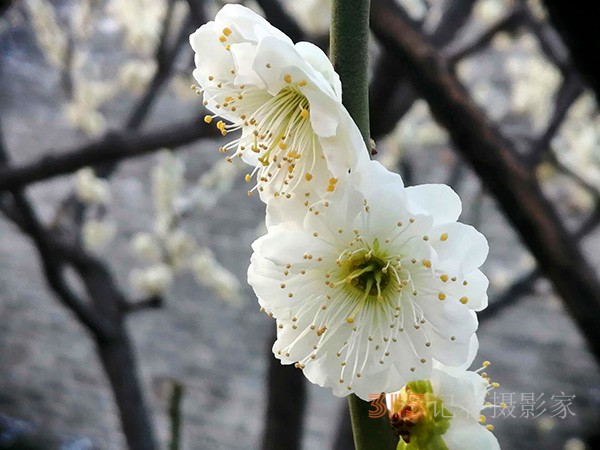 處處皆春色 園園綻百花