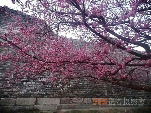 處處皆春色 園園綻百花