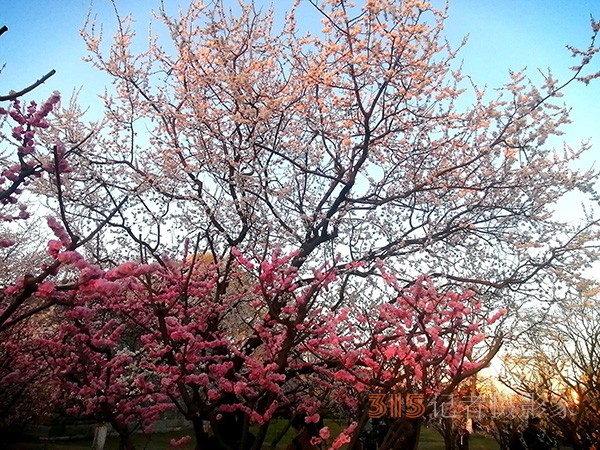 處處皆春色 園園綻百花