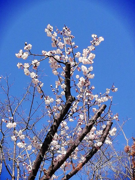 處處皆春色 園園綻百花